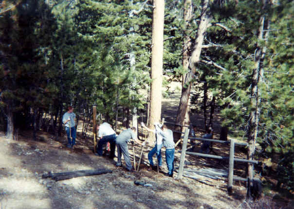 Forestry1